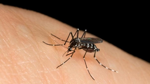 La malattia portata dalle zanzare